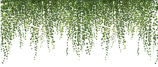 Green Hanging Ivy Leaves Wallpaper Mural