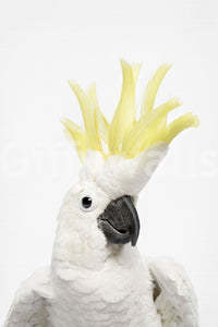 Nature-inspired wallpaper for cozy interiors

