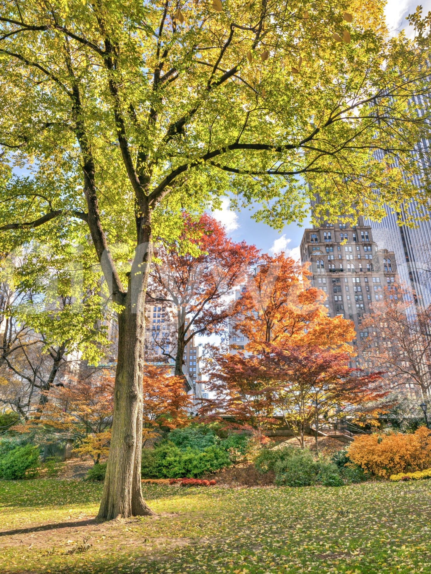 Scenic park wall mural with tall trees and soft daylight for interiors