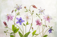 A high-quality serene flower wall mural for walls., GD5253