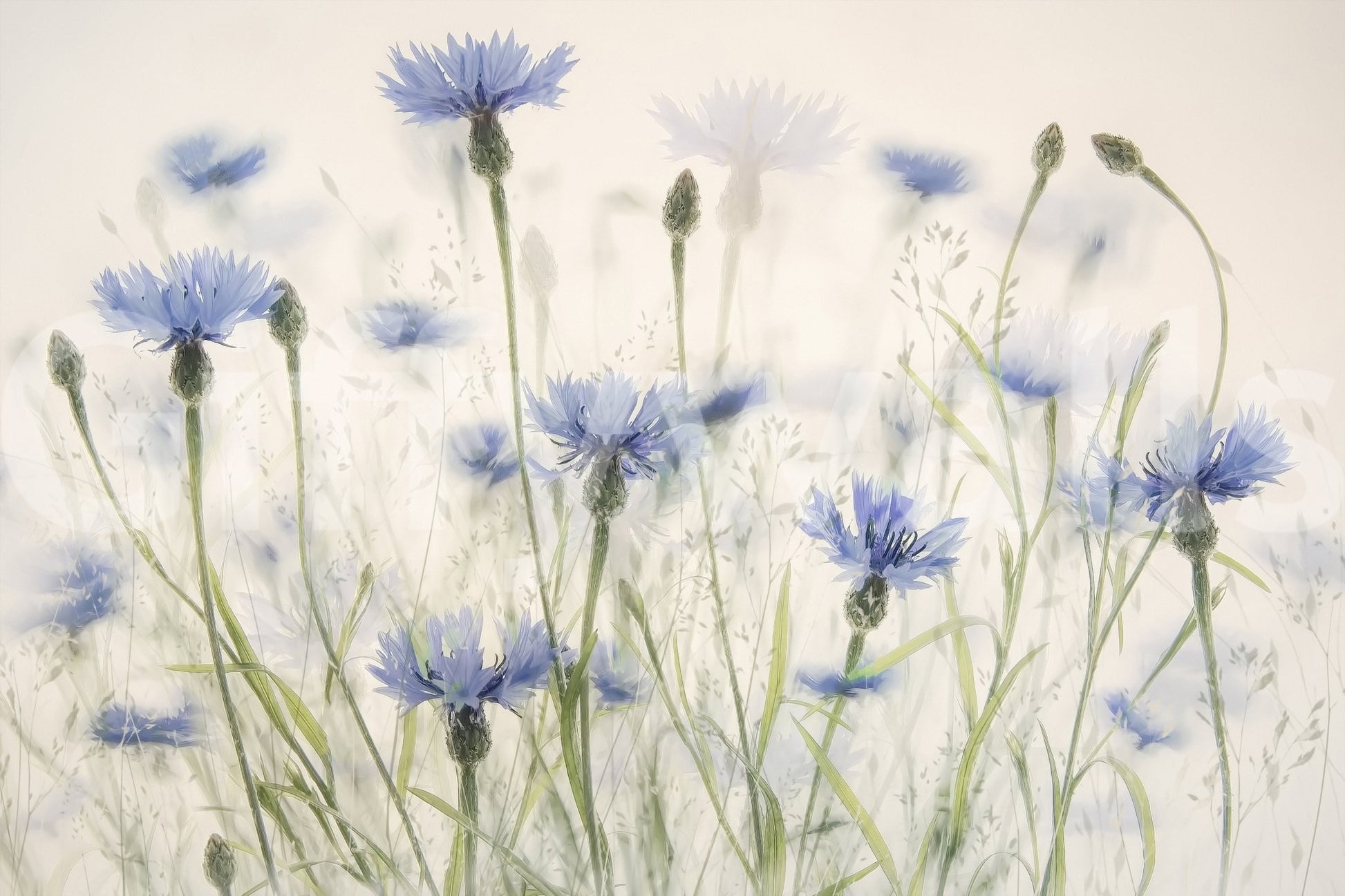 The image captures the unique, tranquil feel of the floral design.