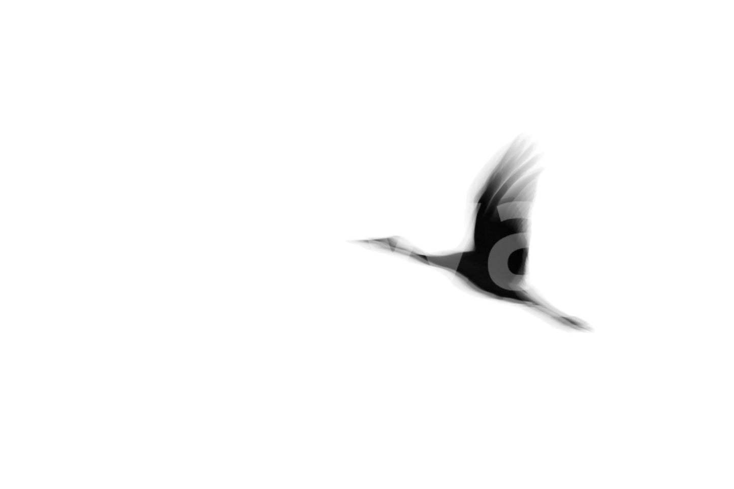 A high-quality abstract bird wall mural for walls., GD4854