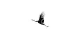 A high-quality abstract bird wall mural for walls., GD4854