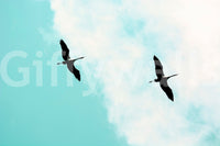 A high-quality abstract bird wall mural for walls., GD4852