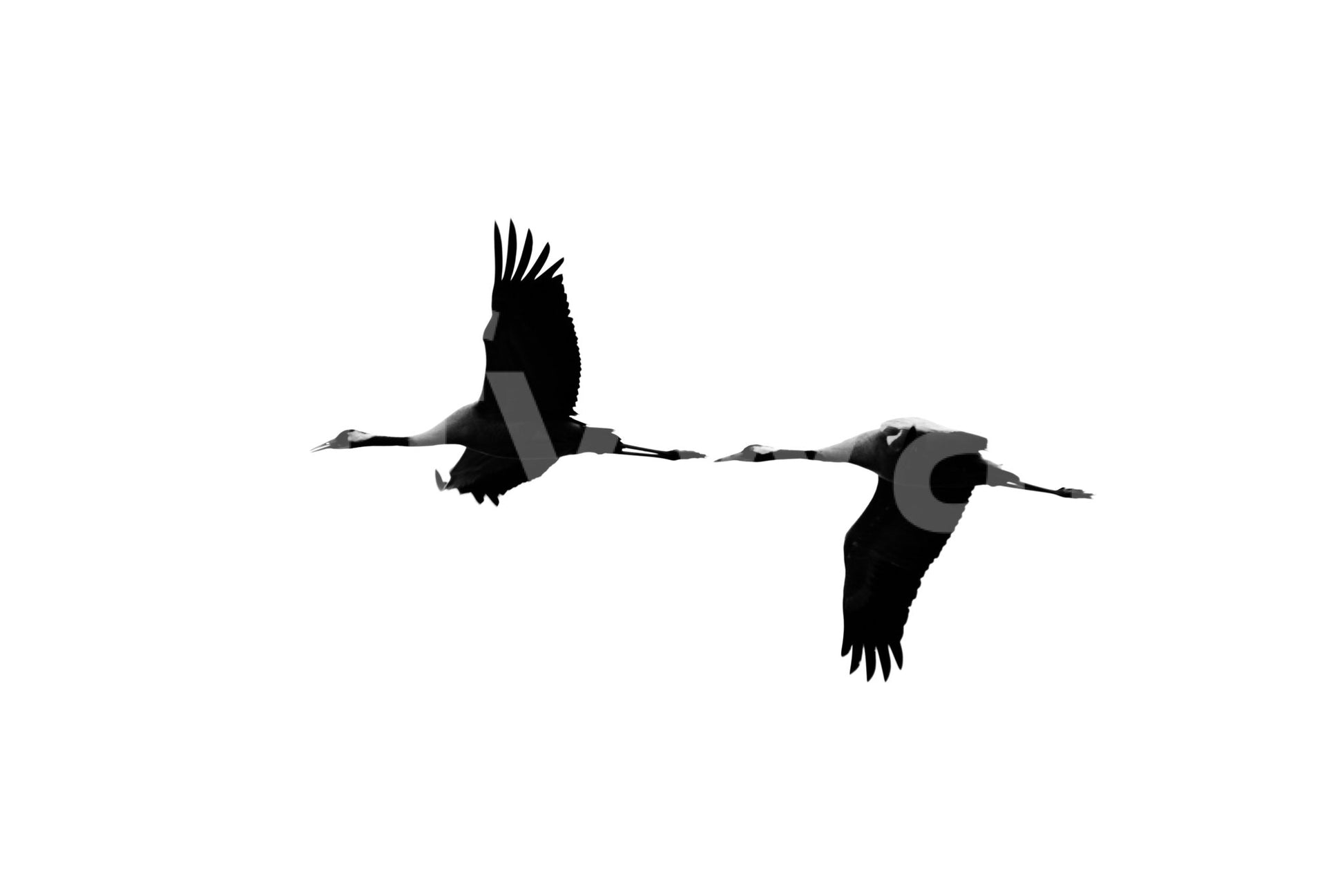 A high-quality abstract bird wall mural for walls., GD4778