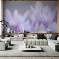 Gentle blooming Crocus wallpaper art installation., GD7115
