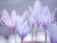 Dreamy Crocus wall art subtle purple flower details., GD7115