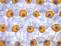 Daffodil Dreams Wall Mural with white petals and bold orange centers in floral repeat