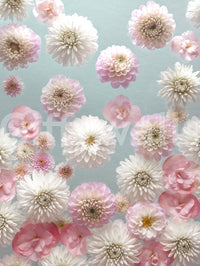 Captivating Dahlia Dance wall art, floating effect, stunning pink and white mural.
