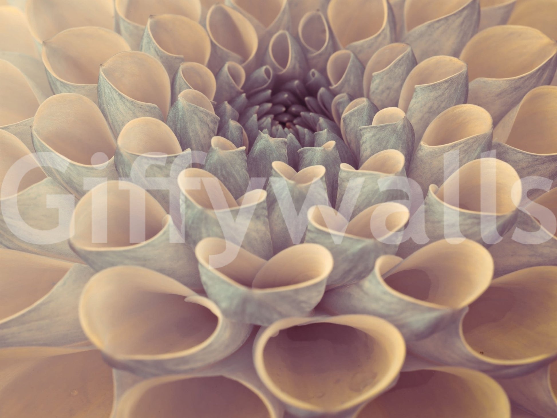 Contemporary floral artistic vibes Dahlia Petals wallpaper mural visual interest.