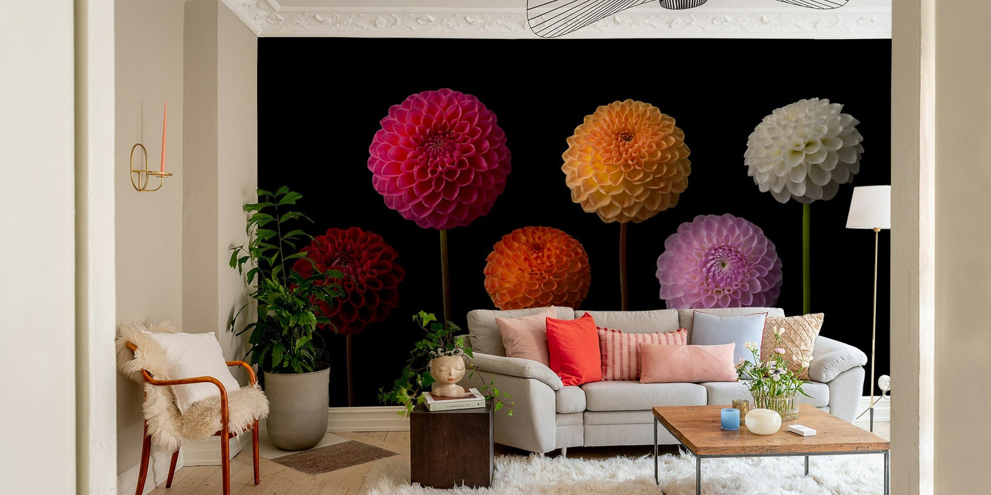 Multicolour dahlia bloom wall design

