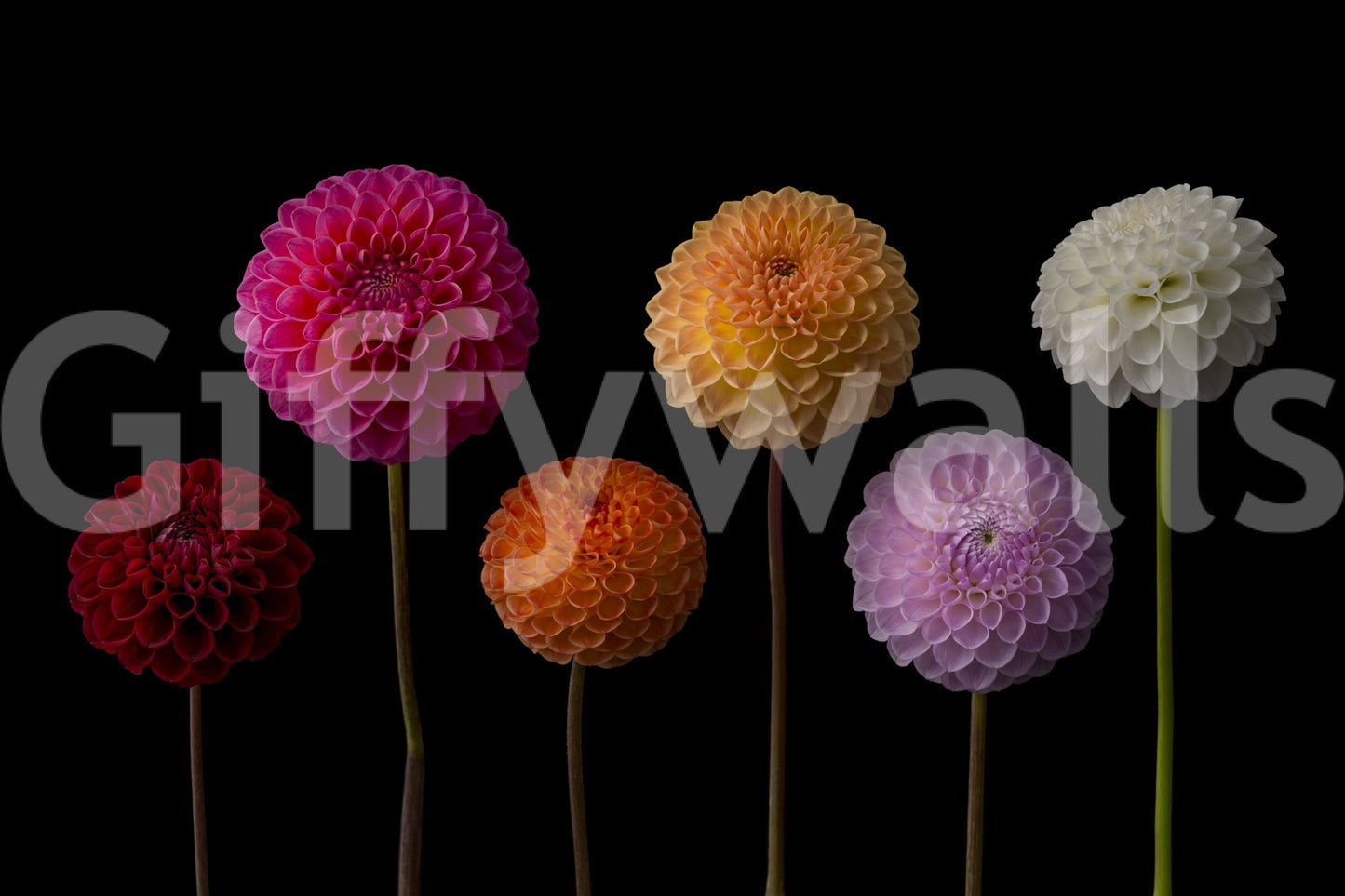 Dahlia Spectrum Wall Mural