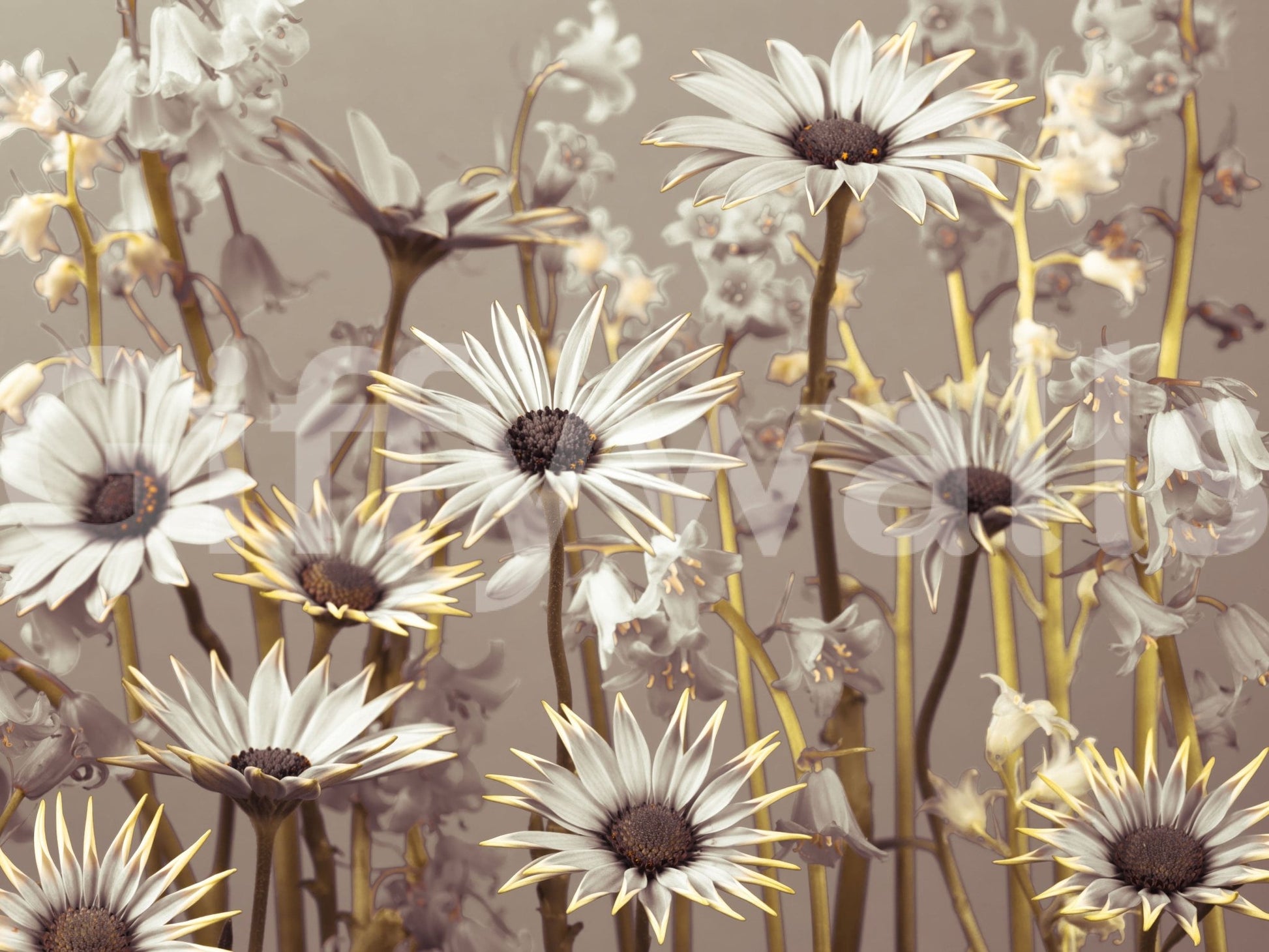 Whimsical floral mural for a feature wall, daisy garden scene.