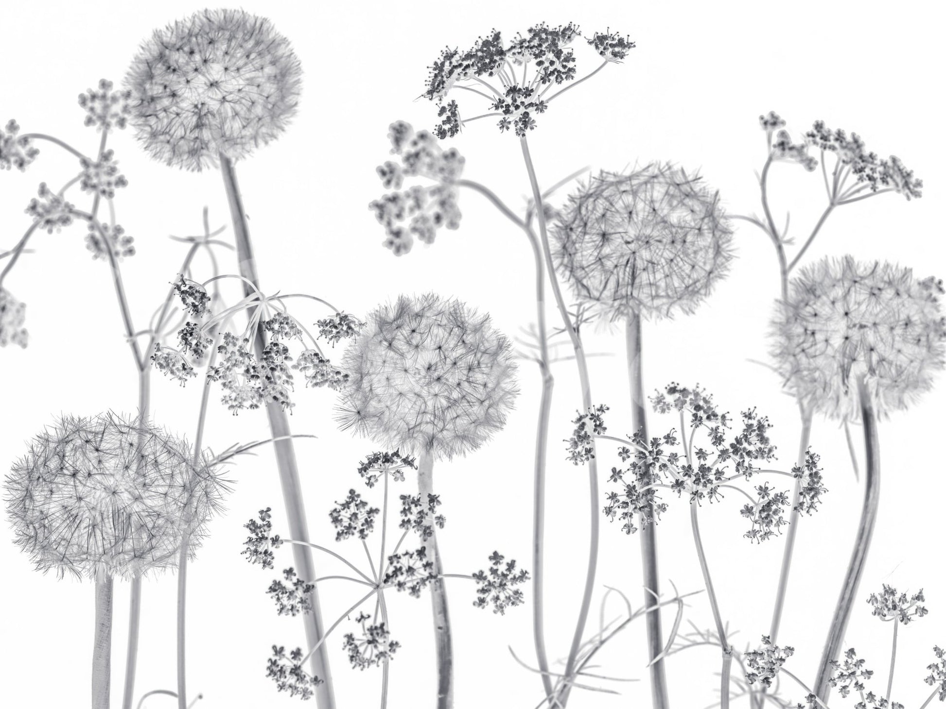 Delicate floral silhouettes in Dancing Wildflowers Wall Mural on a pale background