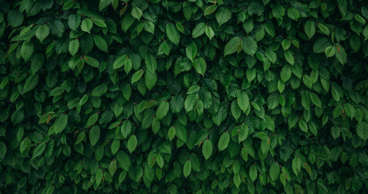 Dense Tropical Leaves Wallpaper Mural