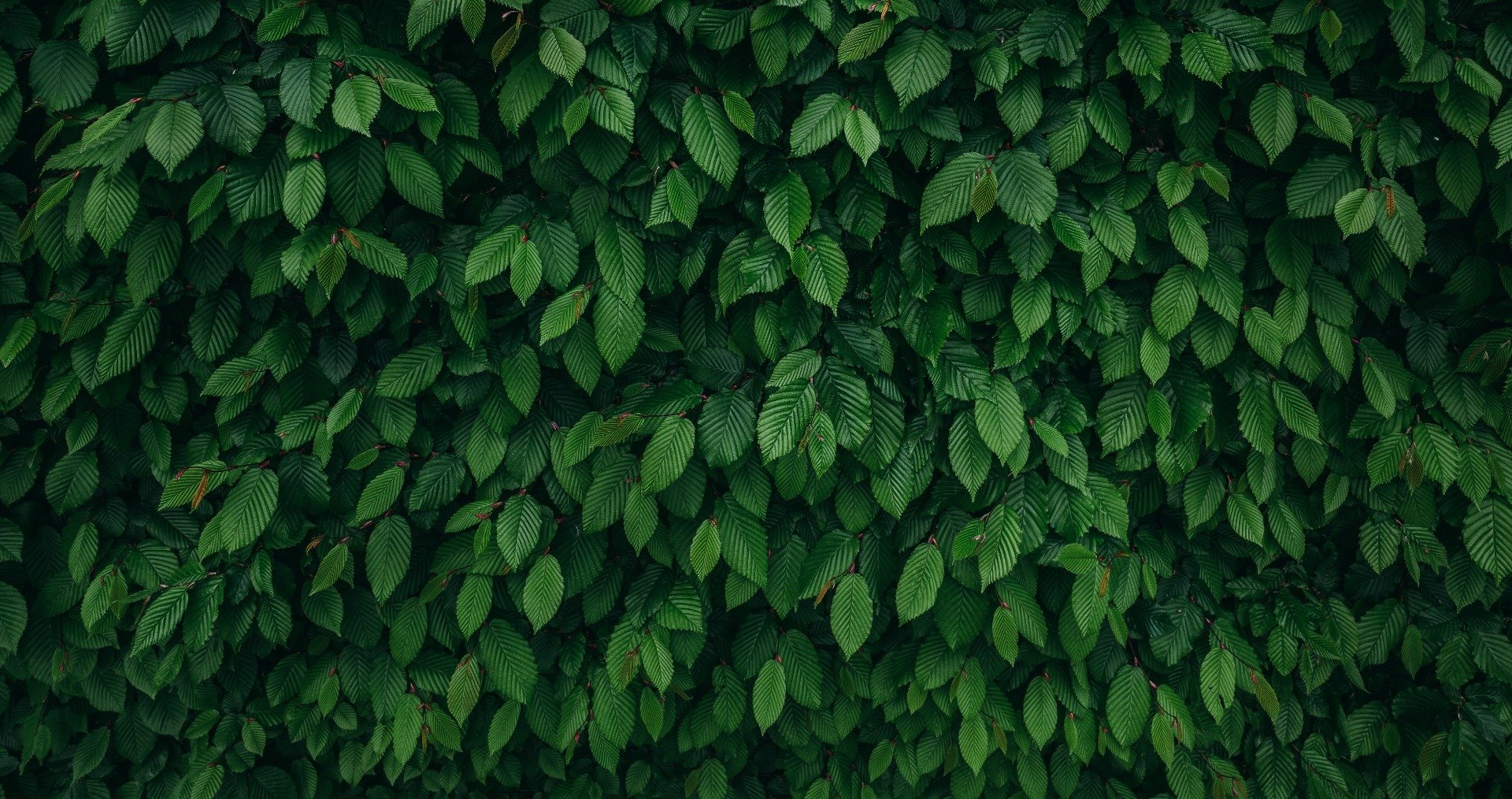 Dense Tropical Leaves Wallpaper Mural