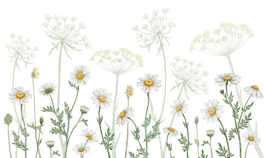 vibrant Daisy Meadow wall murals