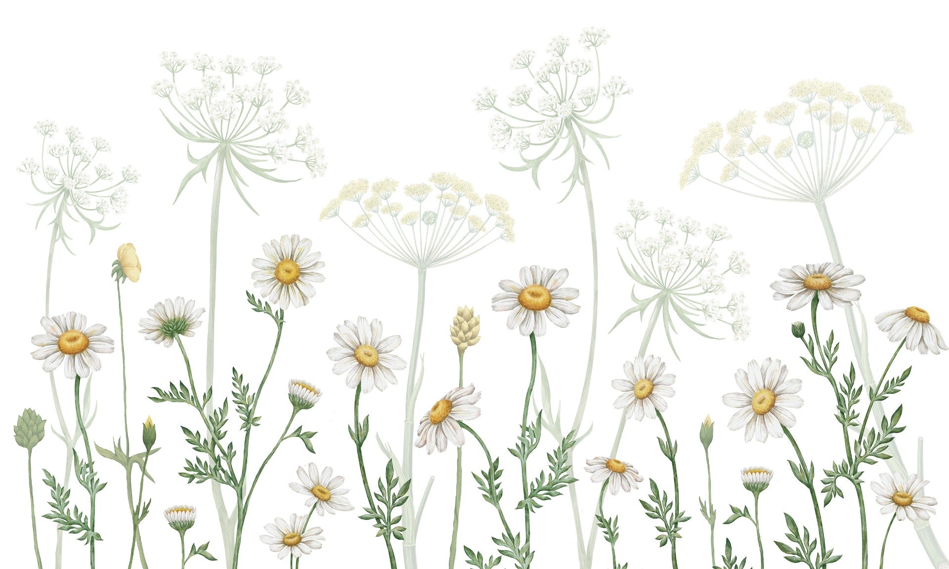 vibrant Daisy Meadow wall murals
