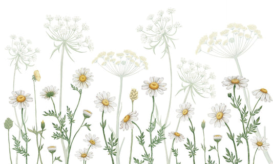 vibrant Daisy Meadow wall murals