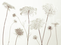 Minimalist flower wall mural in a serene reading nook area.