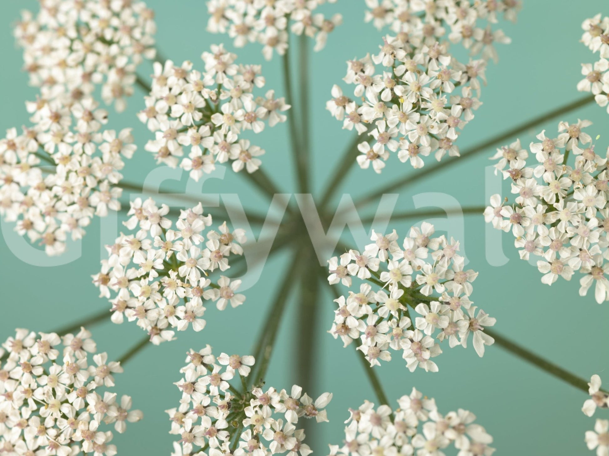 Blooming Delicate Blooms background paper vibrant petals home craft.