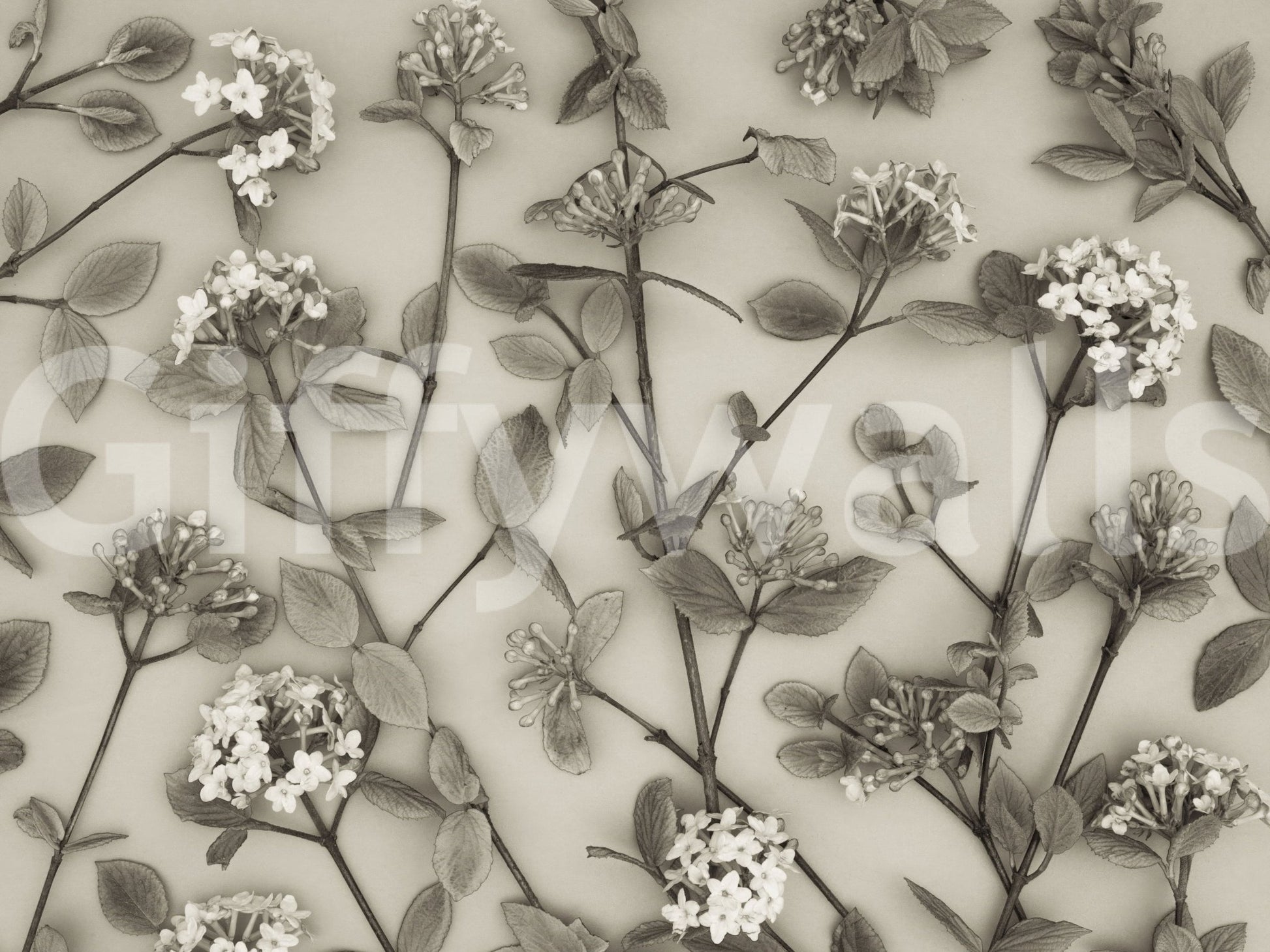 Spring bloom branches Delicate Blossoms print, refined home decor., GD6700