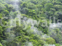 Serene nature forest mural with trees

