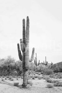 Artistic black and white desert cactus mural for walls.

