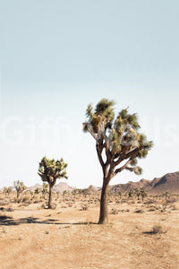 Arid climate desert tree wall art

