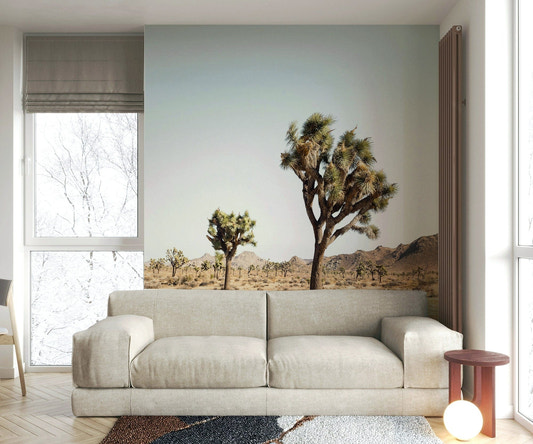 Joshua tree in desert landscape

