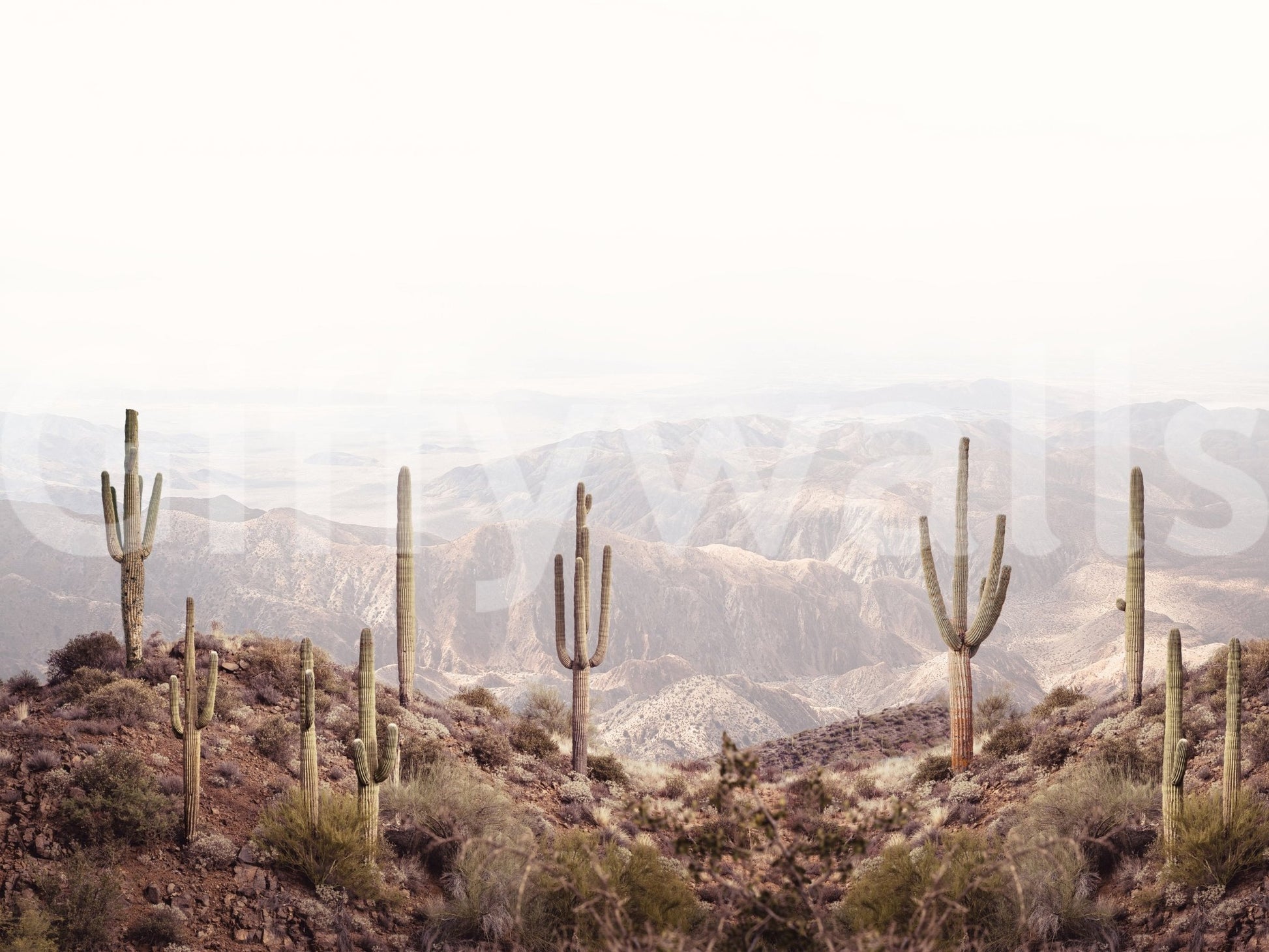 Beautiful desert wall mural with serene scenery

