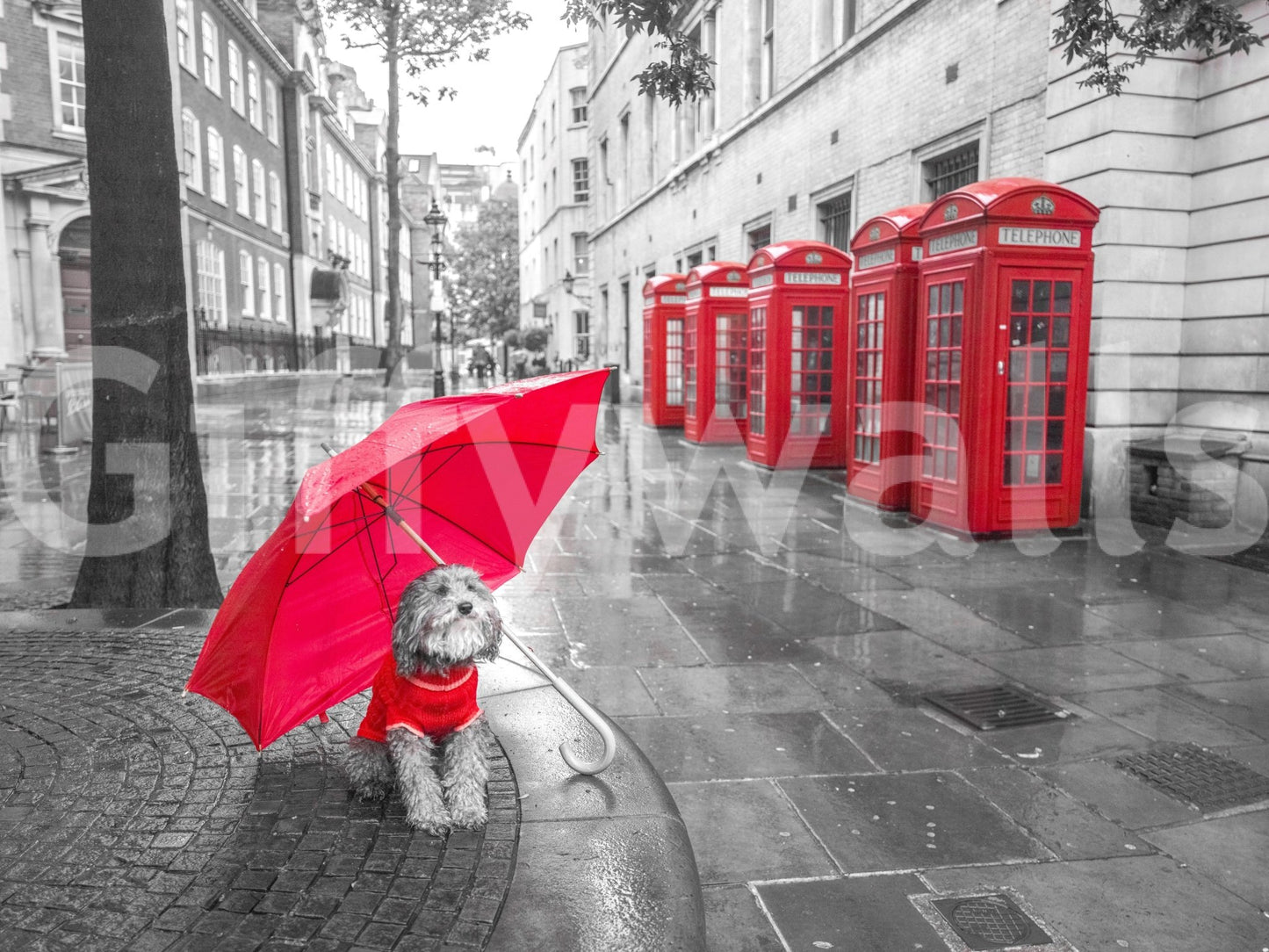 Soft, diffused lighting typical of an overcast day.