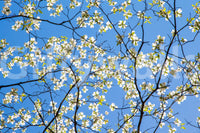 Wallpaper mural with spring bloom scene
