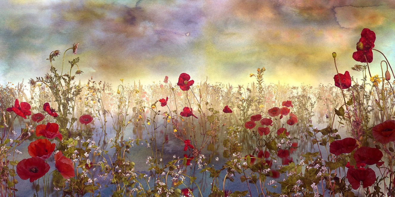 Poppy Red Color Flower Wallpaper Murals
