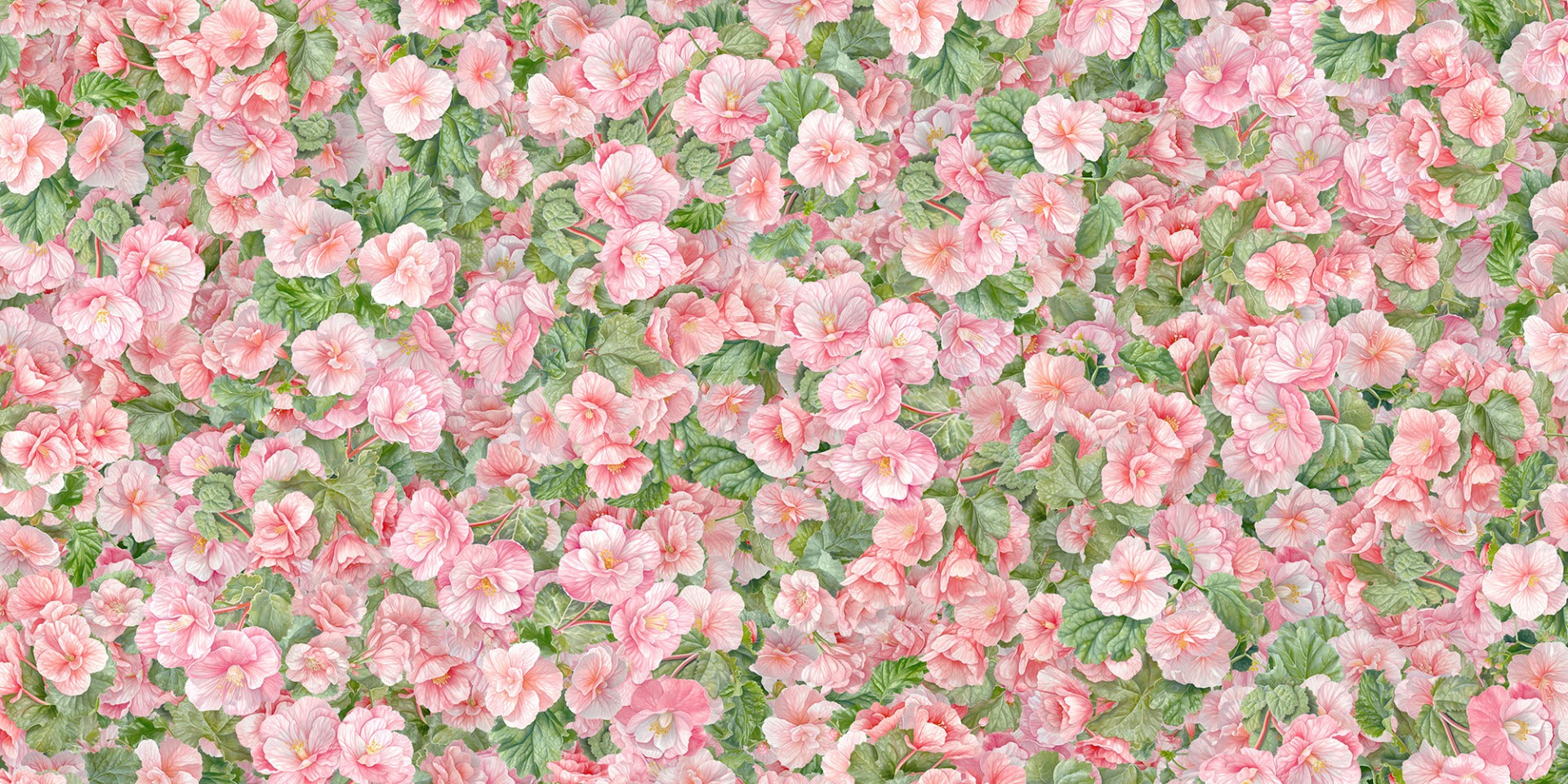 blush begonia bloomscape mural wallpaper