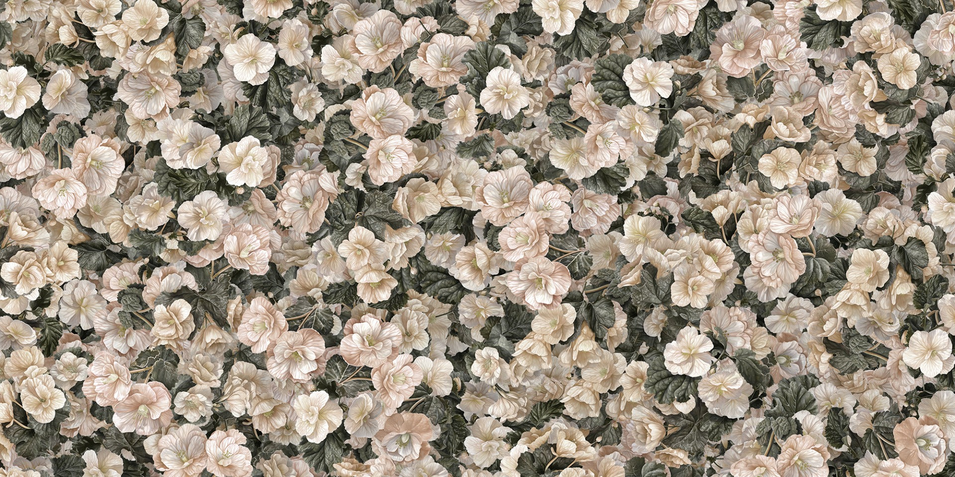 begonia elegance mural wallpaper