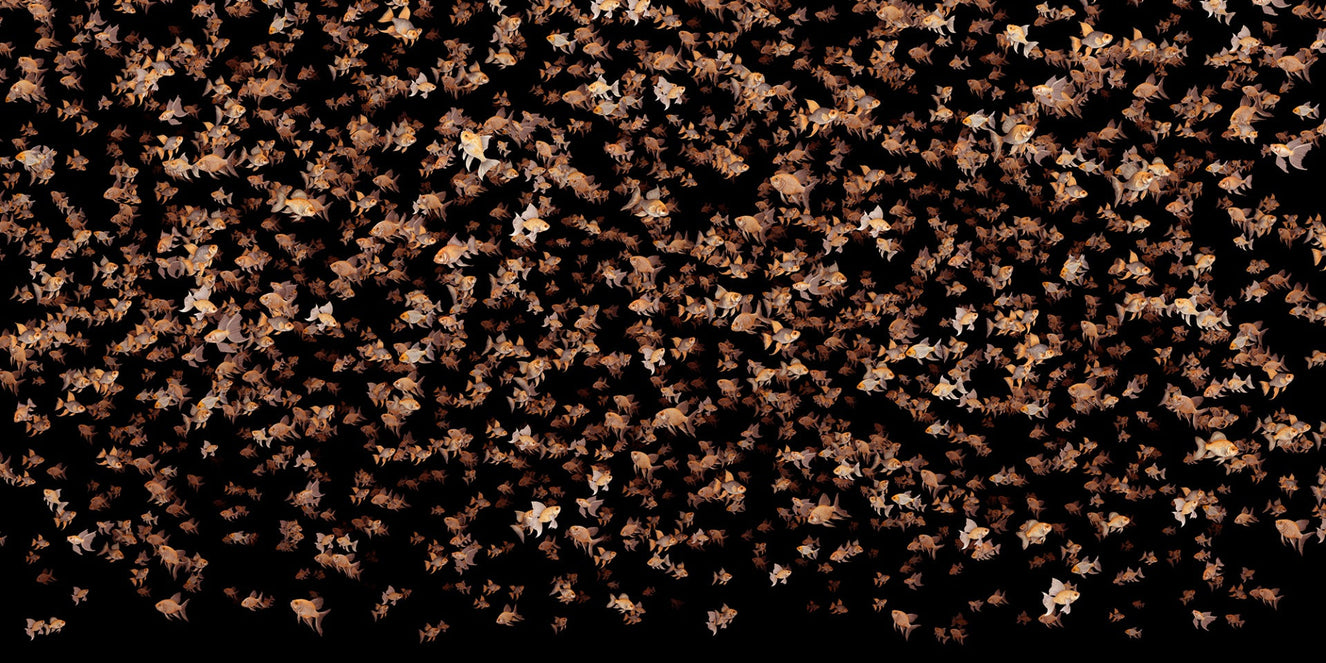 orange little fish black wallpaper mural