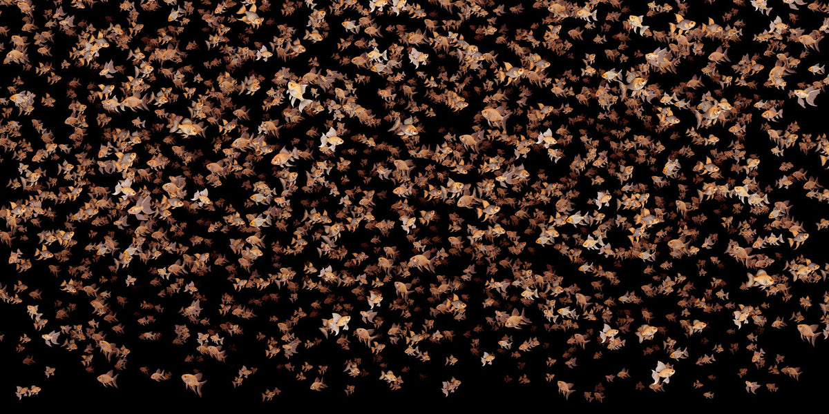 orange little fish black wallpaper mural in your room — zoomed
