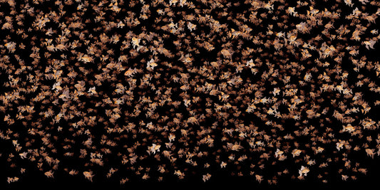 orange little fish black wallpaper mural