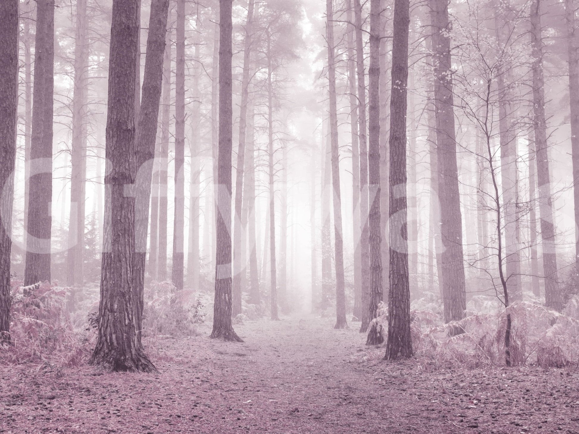 Pale pink atmospheric Dusty Rose Forest detailed peel and stick.