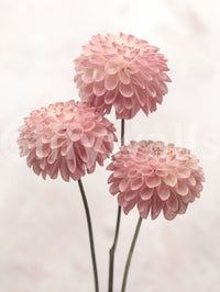 Fresh dahlia wallpaper, vibrant and calming flower picture.