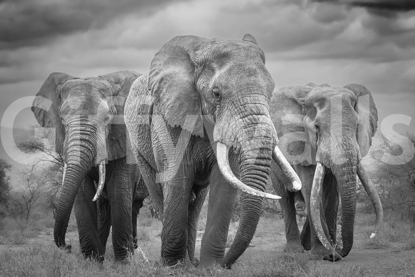 A high-quality abstract print wall mural for walls.