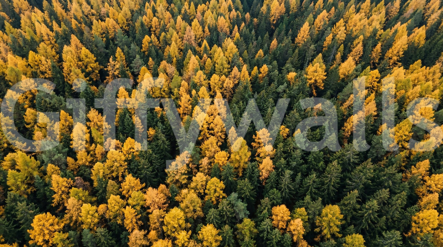 Bird's-eye angle anchors Emerald and Gold Forest Canopy wall mural at full frame.GD9602