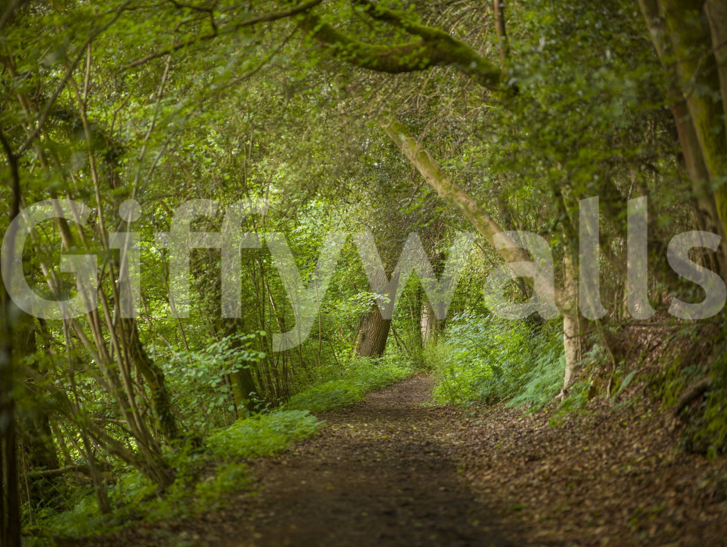 Emerald Forest Journey Wall Mural defining a natural dining setting.