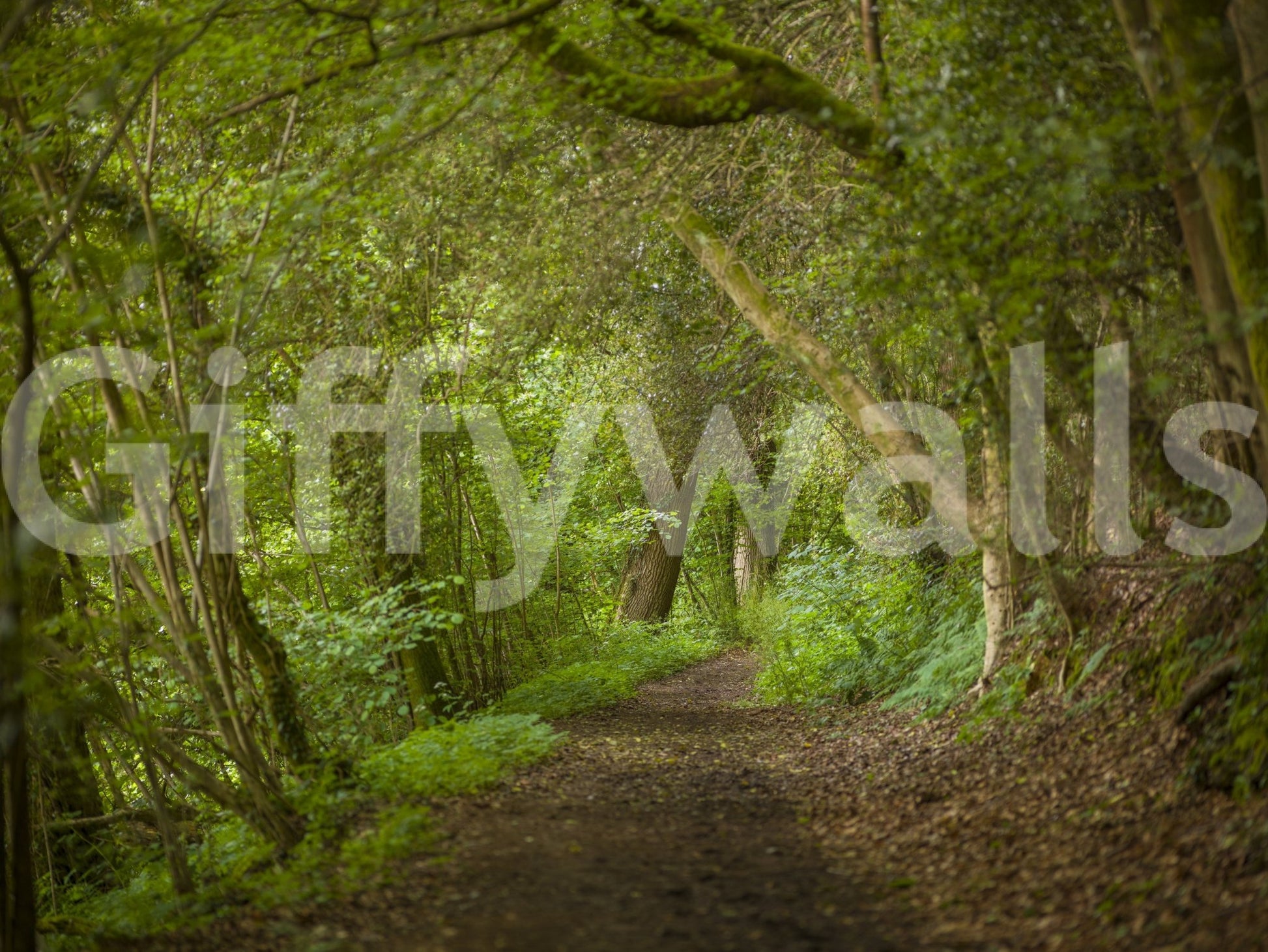 Emerald Forest Journey Wall Mural defining a natural dining setting.
