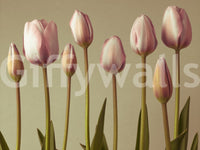 Emerging Elegance: Stunning close-up of pink tulip blooms.