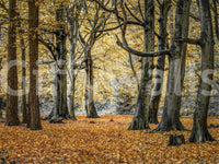 Elegant woodland fall wall covering.

