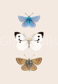 Native butterflies of England

