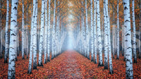 Ethereal Autumn Birches Wall Mural
