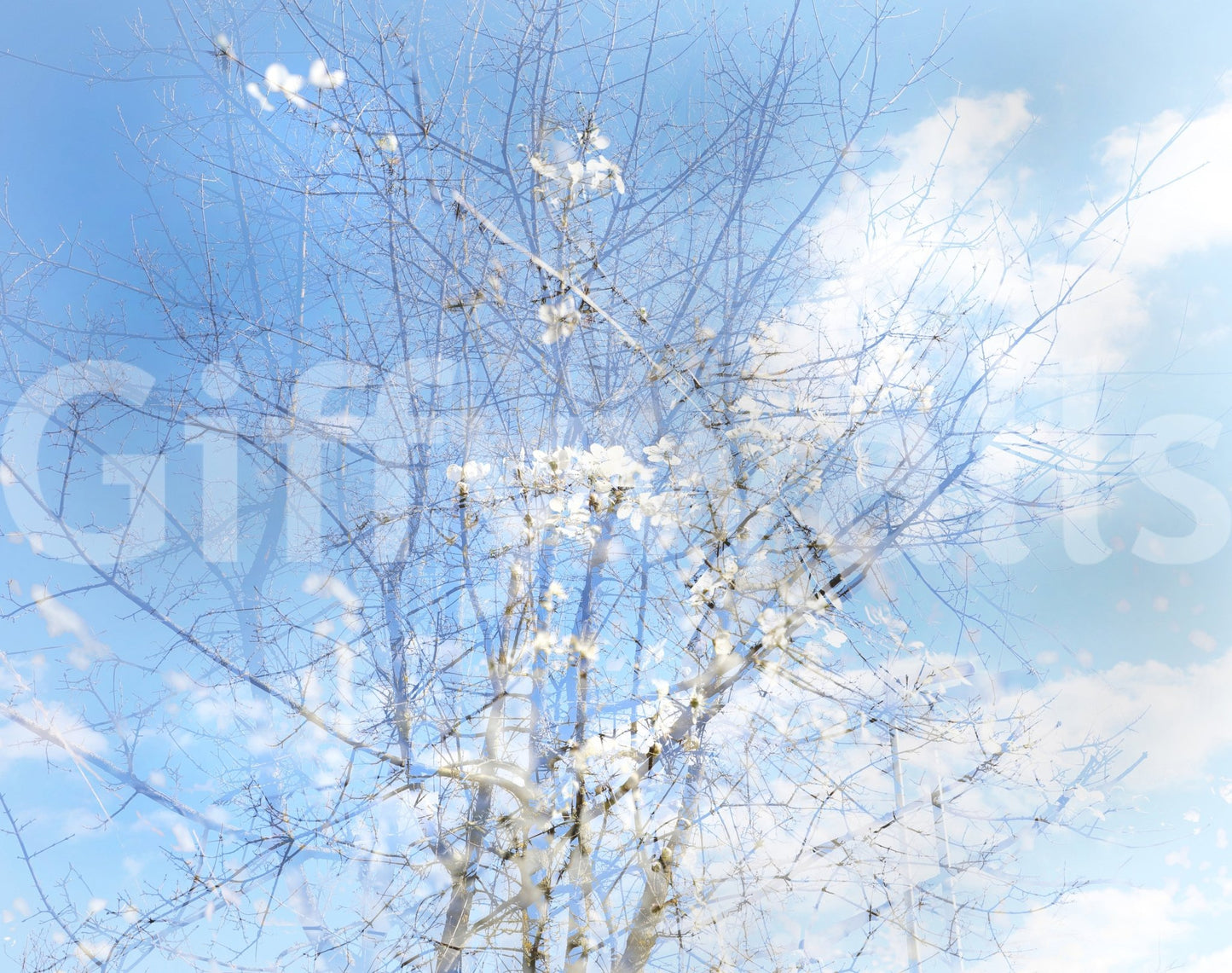 Captures the essence of delicate blooms and branches against a peaceful, dreamy sky.
